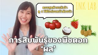 🧬การสืบพันธุ์ของพืชดอก 5 : ผล [Biology#18]