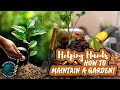 How to Maintain a Garden and Plant a Tree Without Experience | Seedtime and Harvest | Helping Hands