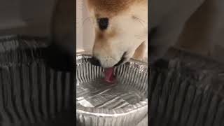 A Shiba Inu who tries hard to drink water. I like the sound of drinking. #shorts #shibainu #Japanese