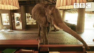 Magical hotel where WILD ELEPHANTS walk straight through reception 😍🐘 - BBC
