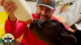 Adopting 3 Cows In One Day | The Asher House