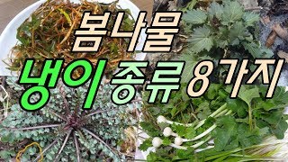 봄나물-냉이종류8가지& 비슷한 나물들