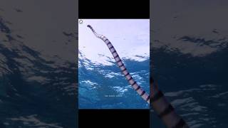 समुद्री सांप इतना खतरनाक होता है🥶Sea Snake Facts | #shorts #shortsfeed #shortsvideo #animallover