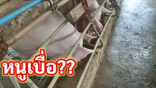 หมูท้อง...เบื่ออาหาร!! เพราะอะไร แก้ไข รักษา อย่างไร?? l KruThan พาทำ