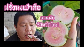 ฝรั่งหงเป่าสือ ฝรั่งไส้แดง | สวนผักชีวิตวิถีใหม่