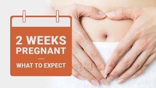 2 Weeks Pregnant - What to Expect | Pregnancy Week by Week