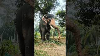 ആ നോട്ടം 🥵ഊട്ടോളി അനന്തൻ 💥| uttoly ananthan |parkadi pooram|#uttoly_ananthan #shorts #elephant