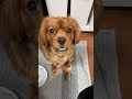 犬「かまってよ」