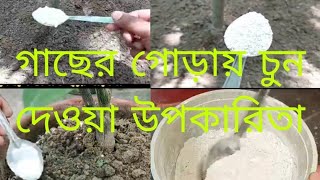 গাছের গোড়ায় চুন দিলে কি উপকারিতা তা জেনে নীন তাহলে কাজে লাগবে সবার