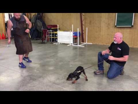 Doberman Puppy Doberman Puppy