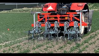 Schoffelen in de knolselderij - Droogte en zware grond - veel vuil - Goed resultaat - Oliver Agro