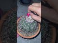 เก็บเมล็ดเมโลแคสตัสกันค่ะ melocactus cactus seedcollector