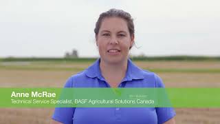 Veltyma fungicide on potatoes | BASF