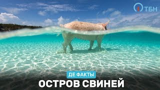 «Де факты от де Юры»: Пляж свиней. Эфир от 16.09.2016