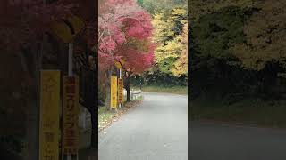 １１月２８日、滋賀県三島池の紅葉見に来ました。