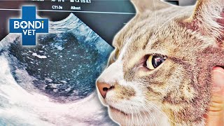 Blocked Bladder Cat in Serious Trouble 😾 | Bondi Vet Clips | Bondi Vet