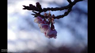 【スライドショー】　令和６年の河津桜　④　羽根谷だんだん公園　（岐阜県海津市）　令和６年（２０２４年）１月２８日　#pentaxkf　#pentax_da35