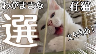 【選】ゴミ置き場で三日間1人ぽっちで泣き続けた保護仔猫・『ちゃっぽ』の里親候補は厳選する他なし！・みぱね家長男『ボス』の闘病記録①