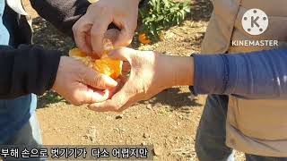 11월 제철과일 맛있는 노지 황금향 택배 보내 드립니다