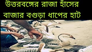 উত্তরবঙ্গের রাজা হাঁসের বাজার বগুড়া ধাপের হাট North Bengal's King Duck Market Bogra Thapi Hat