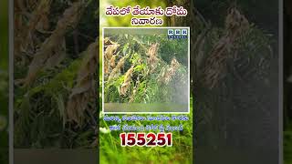 వేపలో తేయాకు దోమ నివారణ ll Tea mosquito bug