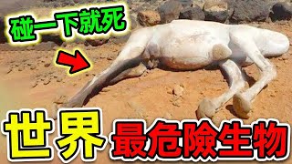 全世界最危險的10種致命生物，外表可愛卻堪比人類噩夢，第一名碰一下直接喪命，一口能殺1400人！