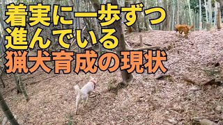 【常に次世代の猟犬を育成すべし】イノシシの狩猟/有害鳥獣駆除で活躍できる猟犬