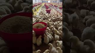 EC పౌల్ట్రీ ఫార్మ్ లో మేనేజ్మెంట్ ఎలా చేయాలి? #ecpoultry #poultry #farming #chicken