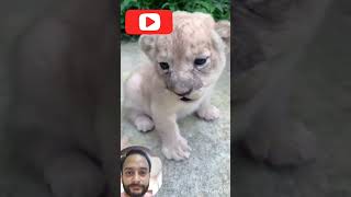 Wait for me | Cub | Lion | Tiger | #shorts #short #viral