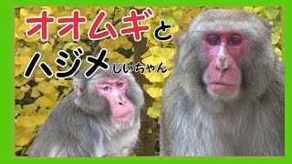 おさるの高崎山　オオムギとハジメじいちゃん