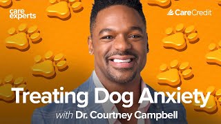 How to Reduce Your Dog’s Anxiety with Dr. Courtney Campbell | Care Experts by CareCredit