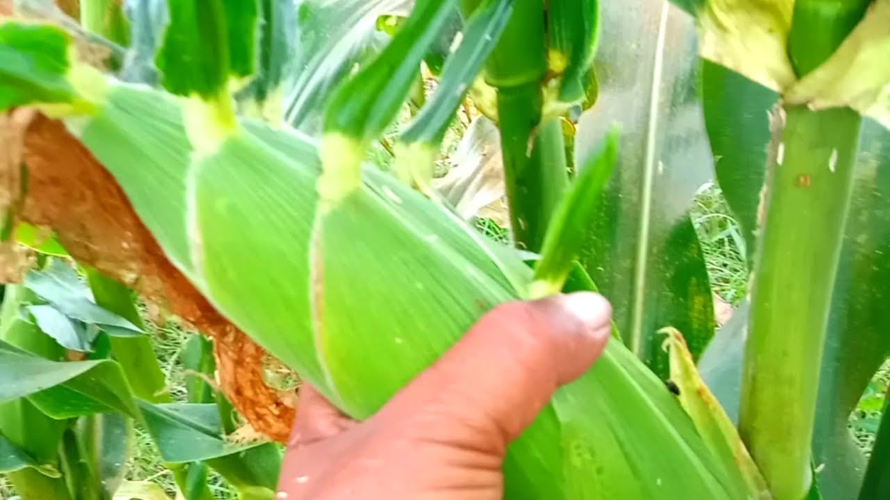 Cara Menanam Jagung Manis Agar Berbuah Besar - YouTube