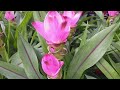 curcuma alismatifolia siam tulip