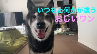 【笑い】【14歳】いつもと何かが違う柴犬。おじいワン、黒柴虎太郎。(Something's different than usual.)