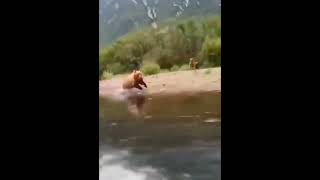 Grizzly Bear Chasing a speed boat at top speed