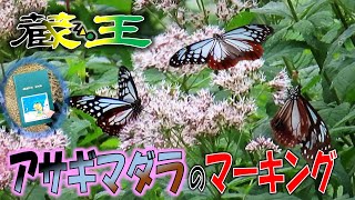 【蔵王】アサギマダラのマーキング【20230811】