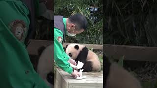 福宝：爷爷，对不起我又弄脏了衣服。爷爷：没关系，爷爷帮你清理 #panda #疯狂动物园 #cute #animals #zoo#福宝和爷爷 #福宝 #爱宝乐园