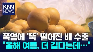 기후재난에 배 수출 뚝, 올해는 더 걱정 / KNN