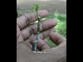 whip grafting easy method in short grafting citrus plants