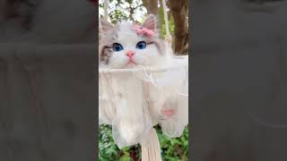 #trending #viral #reels #cat #ಬೆಕ್ಕು#animals #