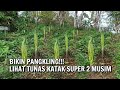 MANTAP TUNASNYA!!! PERTUMBUHAN PORANG 2 MUSIM DARI BIBIT KATAK SUPER