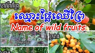 តោះមកស្គាល់ឈ្មោះផ្លែឈើព្រៃ80មុខនៅកម្ពុជា។ តើបងប្អូនធ្លាប់ស្គាល់ឬហូបផ្លែអ្វីខ្លះ? #MrNaturalKH