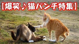 【爆笑♪猫パンチ特集/01】可愛すぎる動物たち！おもしろ！ハプニング！犬 猫 動物 爆笑