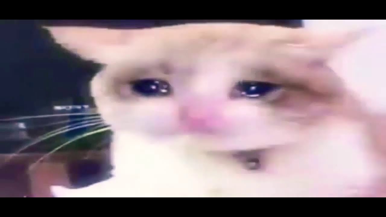 Crying Cats Youtube