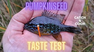 Invasive pumpkinseed taste test! (Catch \u0026 Cook)