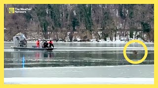 Deer Stranded on Frozen River Rescued by Airboat Crew