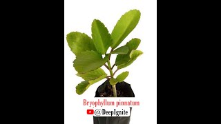 What is Bryophyllum Pinnatum ? #shots  #study