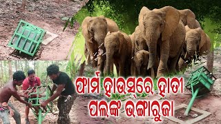 ଫାର୍ମହାଉସରେ ହାତୀ ପଲଙ୍କ ଭଙ୍ଗା ରୁଜା... | Rajdeeps Vlog - 16