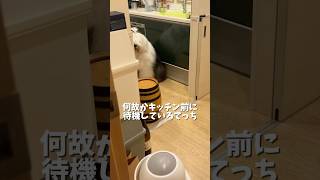 【何故？】キッチンに待機中のもふもふの大型犬#shorts #犬 #大型犬 #可愛い