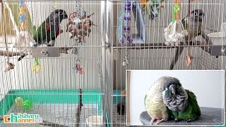 ウロコインコの鳴き声 Part3